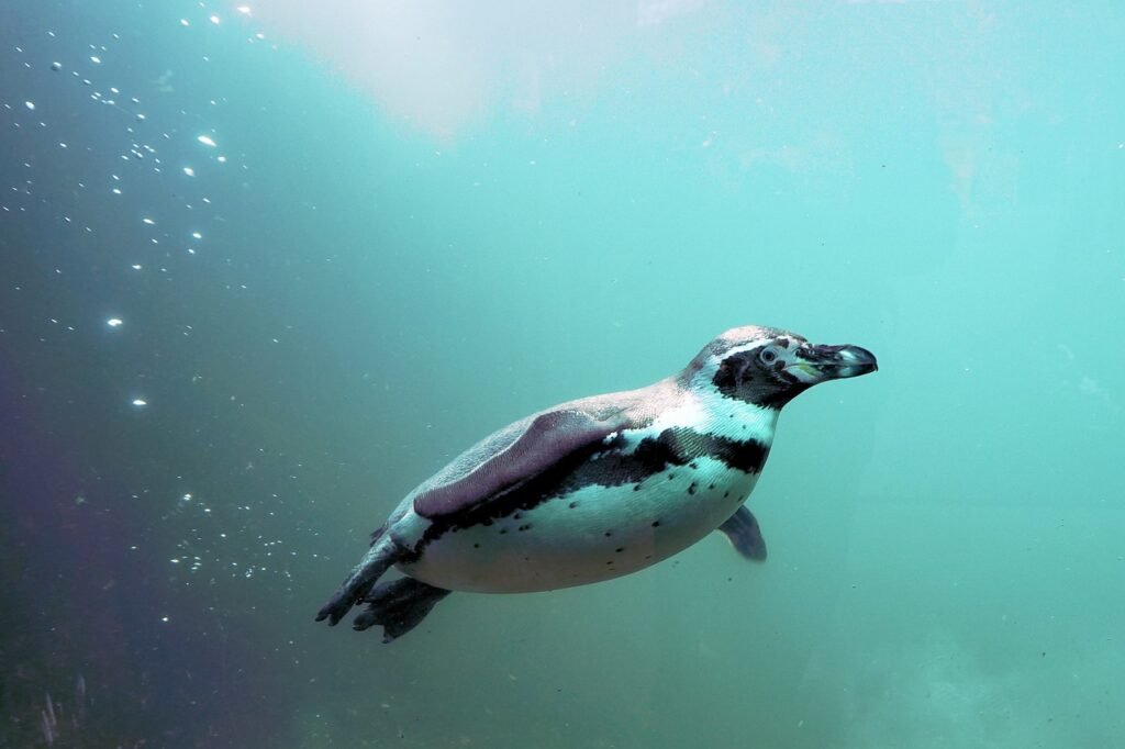 penguin, water, bird-1196947.jpg